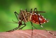 Virus zika nguy hiểm như thế nào?